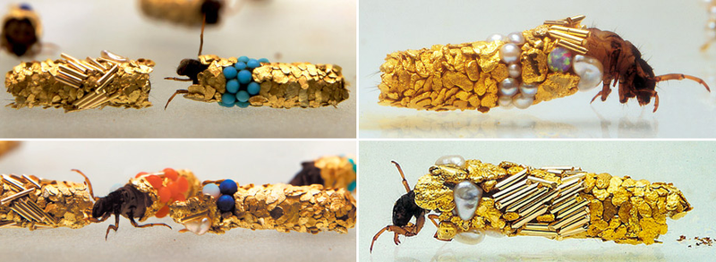 Illustration for article titled These Insects Build Carapaces of Gold and Pearl